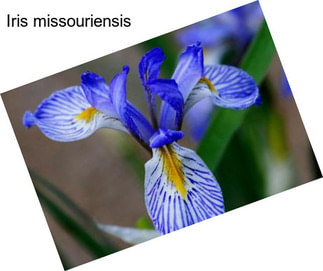 Iris missouriensis