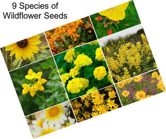 9 Species of Wildflower Seeds