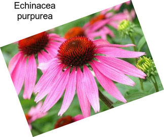 Echinacea purpurea