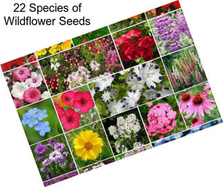22 Species of Wildflower Seeds