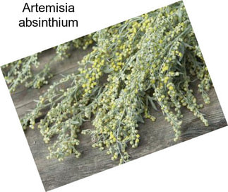 Artemisia absinthium