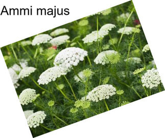 Ammi majus