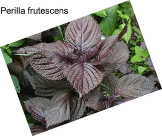 Perilla frutescens