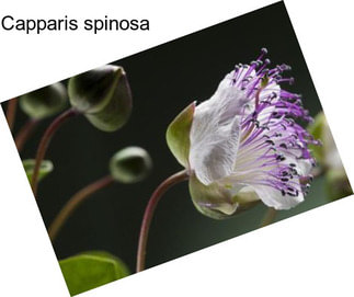 Capparis spinosa