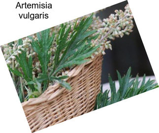 Artemisia vulgaris