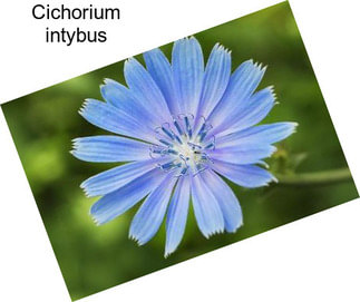 Cichorium intybus