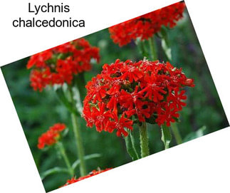 Lychnis chalcedonica