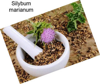 Silybum marianum