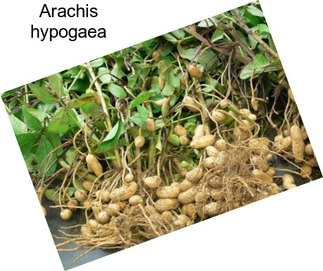 Arachis hypogaea
