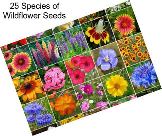 25 Species of Wildflower Seeds