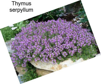 Thymus serpyllum