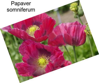 Papaver somniferum