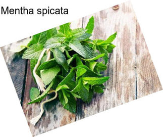 Mentha spicata