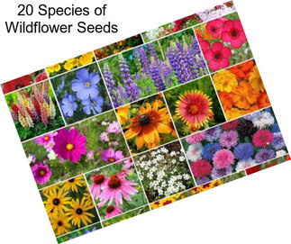 20 Species of Wildflower Seeds