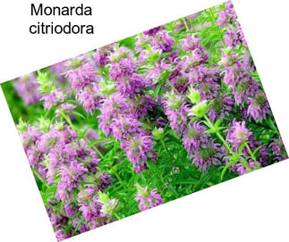 Monarda citriodora