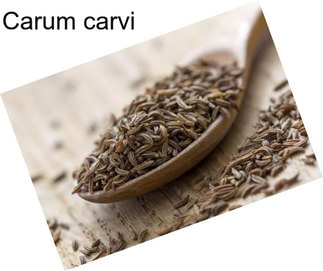 Carum carvi