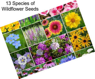 13 Species of Wildflower Seeds