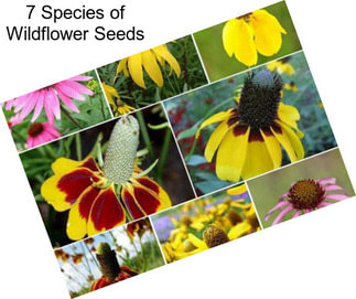 7 Species of Wildflower Seeds