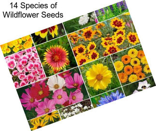 14 Species of Wildflower Seeds