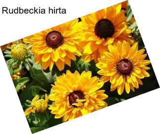 Rudbeckia hirta