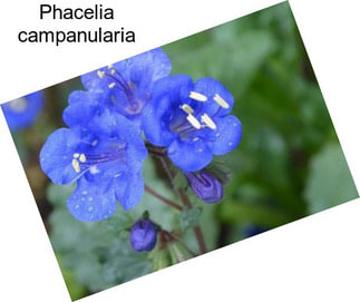 Phacelia campanularia