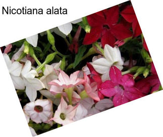 Nicotiana alata