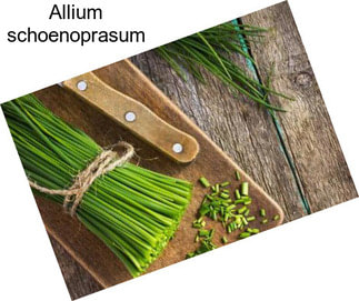 Allium schoenoprasum