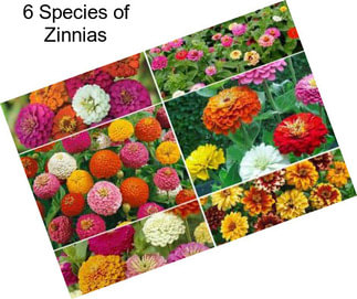 6 Species of Zinnias