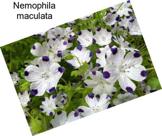 Nemophila maculata