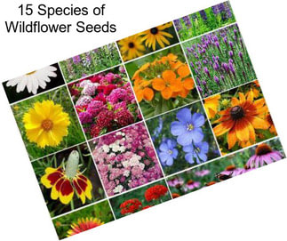 15 Species of Wildflower Seeds