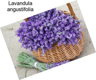 Lavandula angustifolia