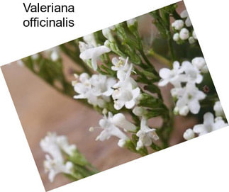 Valeriana officinalis