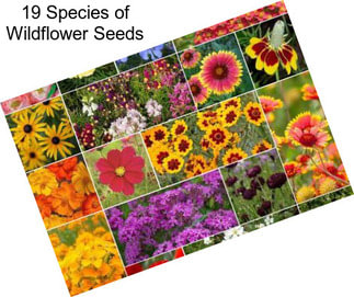19 Species of Wildflower Seeds