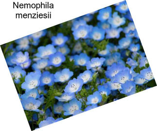 Nemophila menziesii