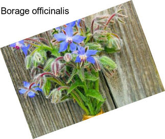 Borage officinalis