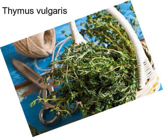 Thymus vulgaris