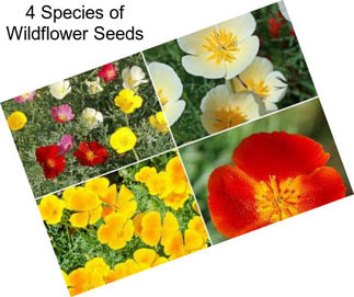 4 Species of Wildflower Seeds