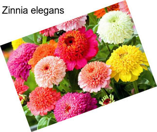 Zinnia elegans