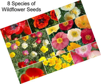 8 Species of Wildflower Seeds