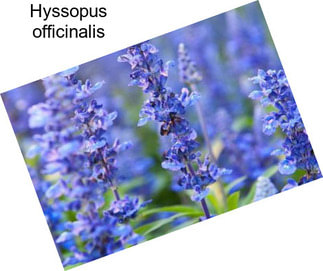 Hyssopus officinalis