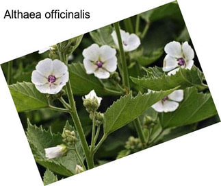 Althaea officinalis