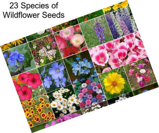 23 Species of Wildflower Seeds