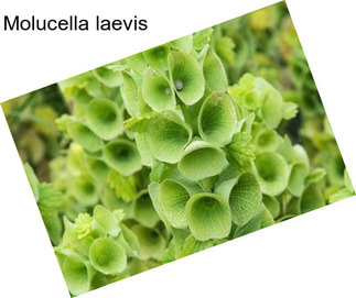 Molucella laevis