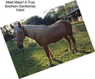 Meet Major! A True Southern Gentleman TWH!