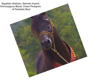 Egyptian Arabian, German Import, Homozygous Black, Clean Pedigree - A Fantastic Buy!