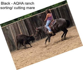 Black - AQHA ranch sorting/ cutting mare