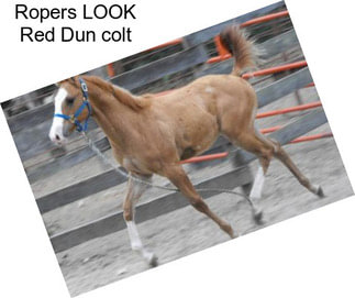 Ropers LOOK Red Dun colt