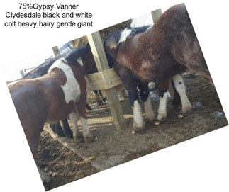 75%Gypsy Vanner Clydesdale black and white colt heavy hairy gentle giant