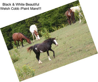 Black & White Beautiful Welsh Cobb /Paint Mare!!!