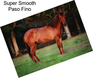 Super Smooth Paso Fino